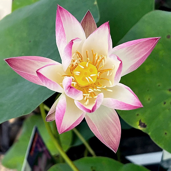 花はす：小舞妃4.5号ポット