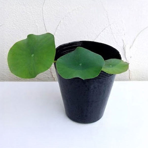 花はす：小舞妃4.5号ポット
