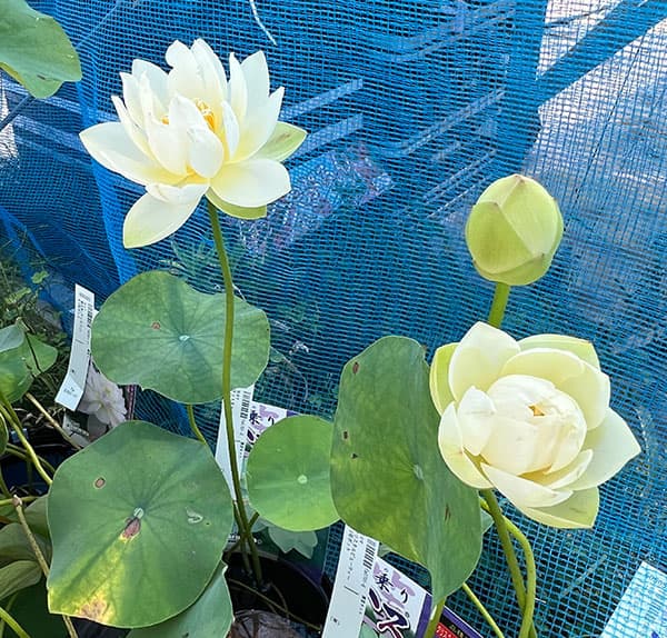 花はす：クリスタルビューティー4.5号ポット