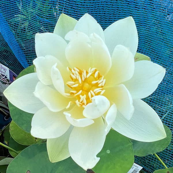 花はす：クリスタルビューティー4.5号ポット