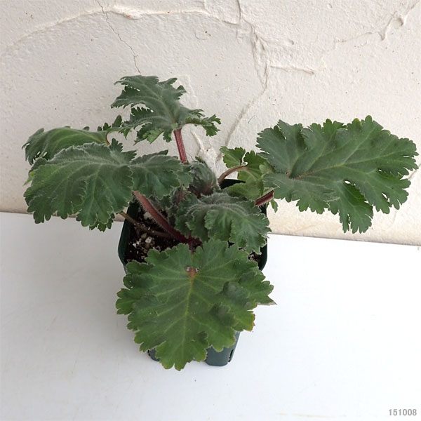 プリムラ：サーティーワン3.5号ポット3株セット