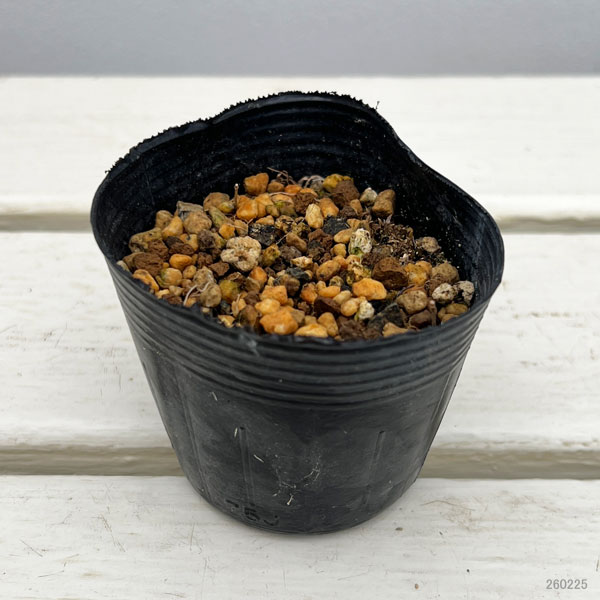 アッツザクラ（ロドヒポキシス）：口紅2.5号ポット