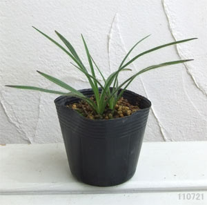 アッツザクラ（ロドヒポキシス）：桃花八重2.5号ポット