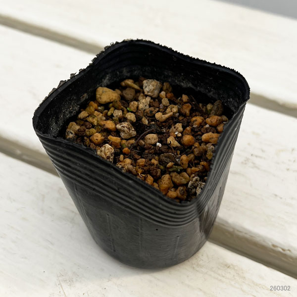 アッツザクラ（ロドヒポキシス）：桃花八重2.5号ポット