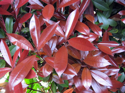 レッドロビン（西洋紅カナメモチ）3.5号ポット