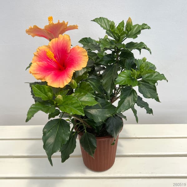 ハイビスカス:ミセスユミ5号鉢植え