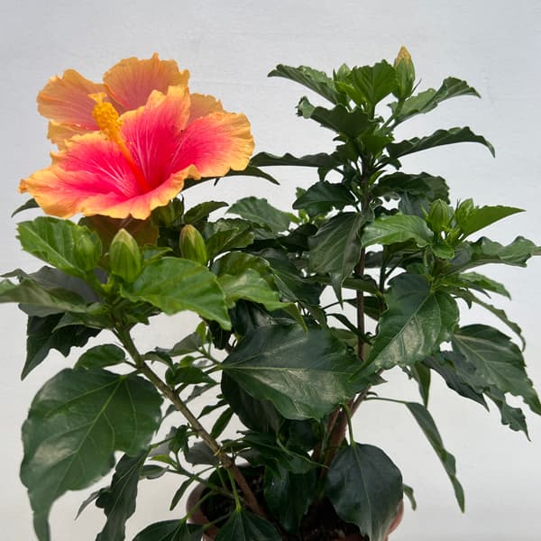 ハイビスカス:ミセスユミ5号鉢植え