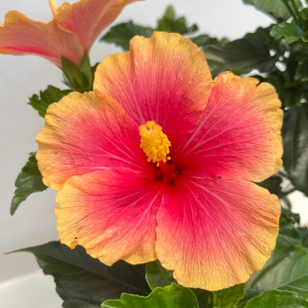 ハイビスカス:ミセスユミ5号鉢植え