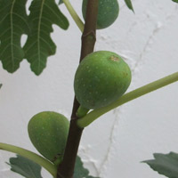 イチジク:ホワイトゼノア6号鉢植え