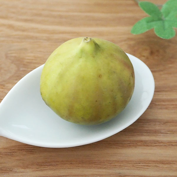 イチジク:ホワイトゼノア6号鉢植え