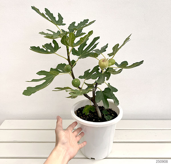 イチジク:ホワイトゼノア6号鉢植え