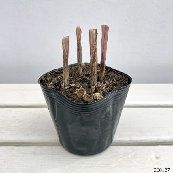 アシダンテラ（アキダンセラ）4球芽出しポット苗