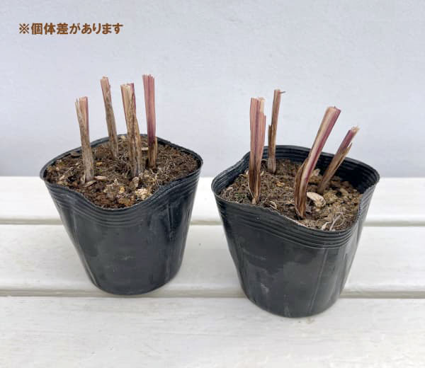 アシダンテラ（アキダンセラ）4球芽出しポット苗