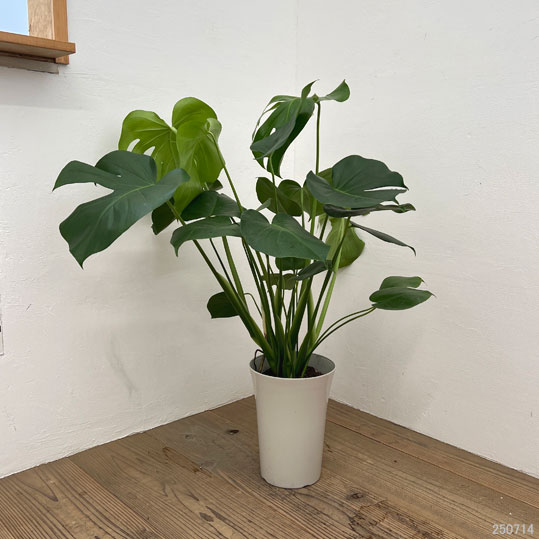 モンステラ:デリシオサ 7号鉢植え