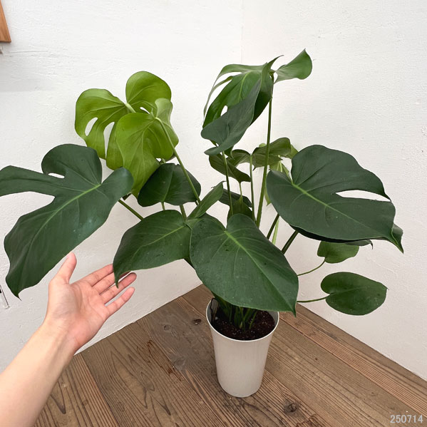 モンステラ:デリシオサ 7号鉢植え