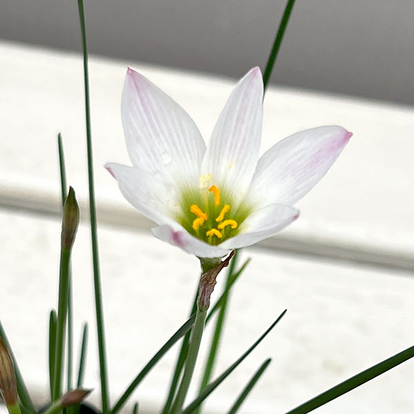タマスダレ：白花3号ポット 4株セット