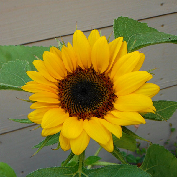 園芸ネット本店｜[送料無料]ヒマワリ：グッドスマイル3号ポット 24株