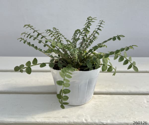 ポレモニューム（ハナシノブ）：サルファトランペット3.5号ポット