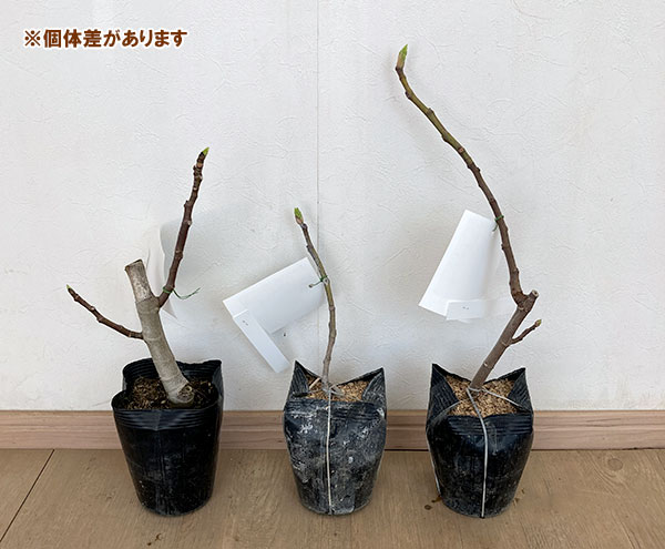 イチジク：ビオレソリエス4.5～5号ポット