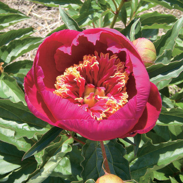 シャクヤク（芍薬）：みらい3.5号ポット