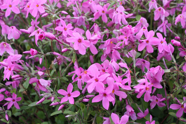 フロックス：ストロニフェラ（ツルハナシノブ）ピンク（桃花）3.5号ポット