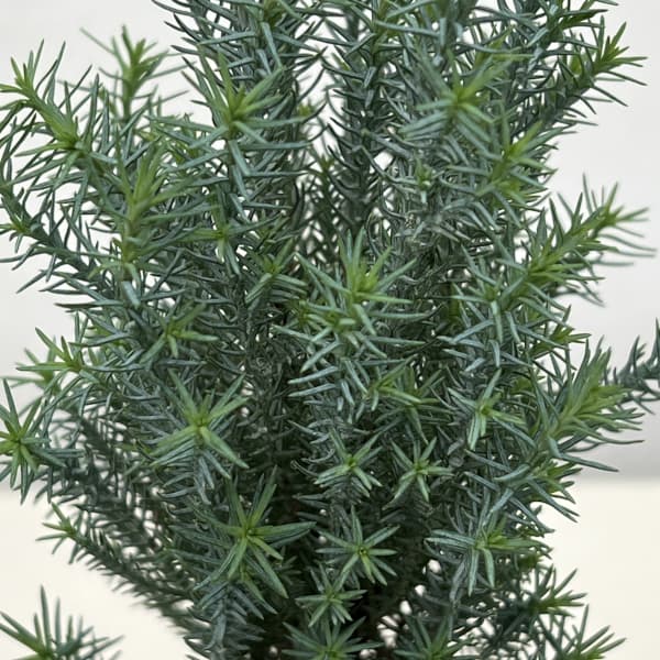 コニファー(ローソンヒノキ):シルバースター3号ポット