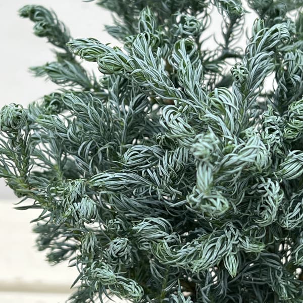 コニファー（サワラ）：ブルーバード(ボールバード) 3号ポット