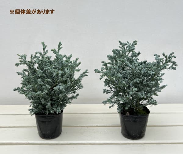 コニファー（サワラ）：ブルーバード(ボールバード) 3号ポット