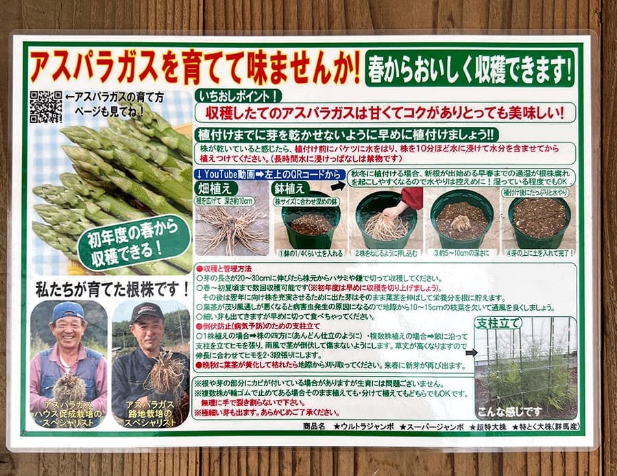 アスパラガス：緑茎種（早生系）素掘り株 LLサイズ　スーパージャンボ株(プロ仕様)