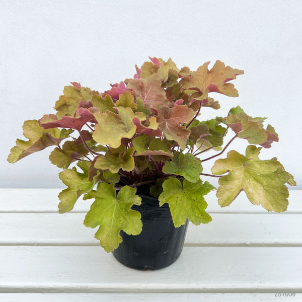 ヒューケラ：キャラメル4.5号ポット