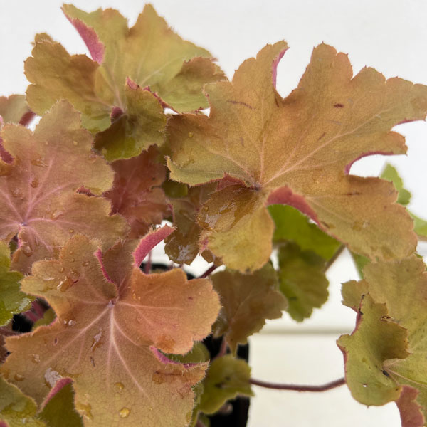 ヒューケラ：キャラメル4.5号ポット