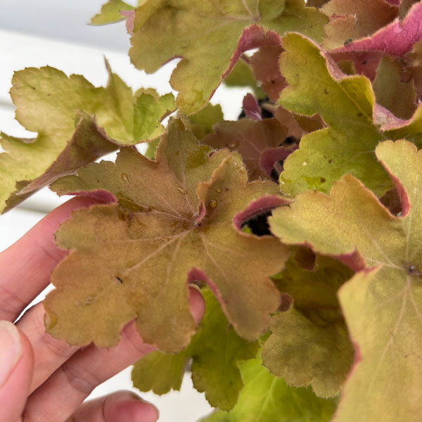 ヒューケラ：キャラメル4.5号ポット