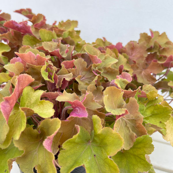 ヒューケラ：キャラメル4.5号ポット