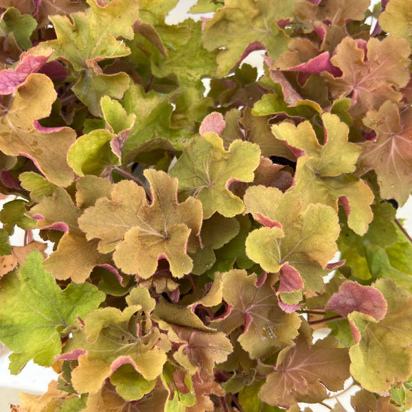 ヒューケラ：キャラメル4.5号ポット