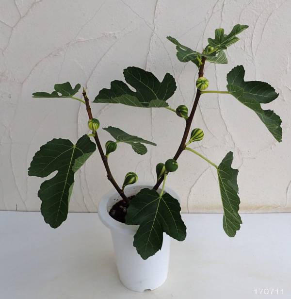 イチジク:ゼブラスィート6号鉢植え