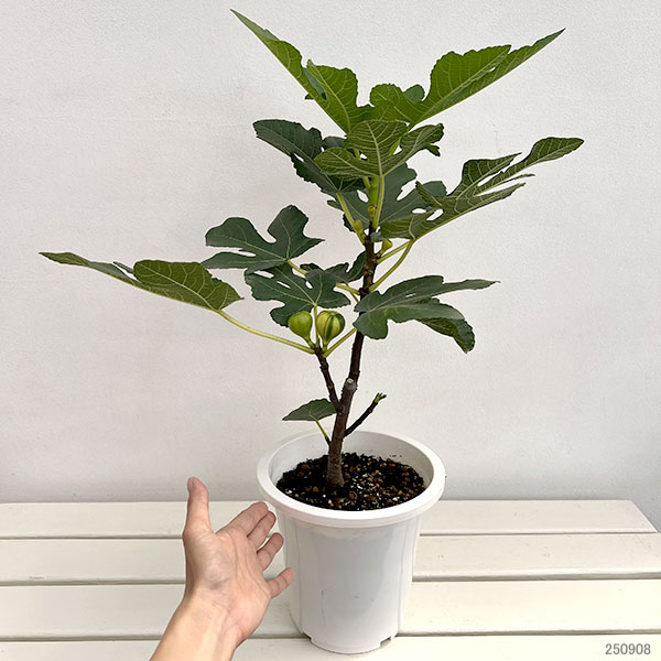 イチジク:ゼブラスィート6号鉢植え
