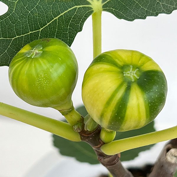 イチジク:ゼブラスィート6号鉢植え