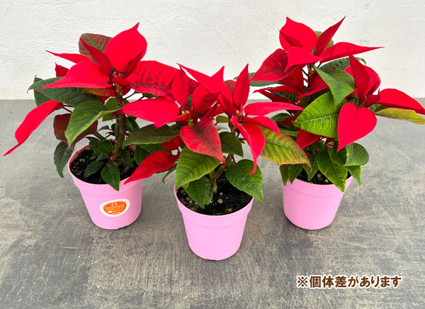 ポインセチア:レッド3号ポット