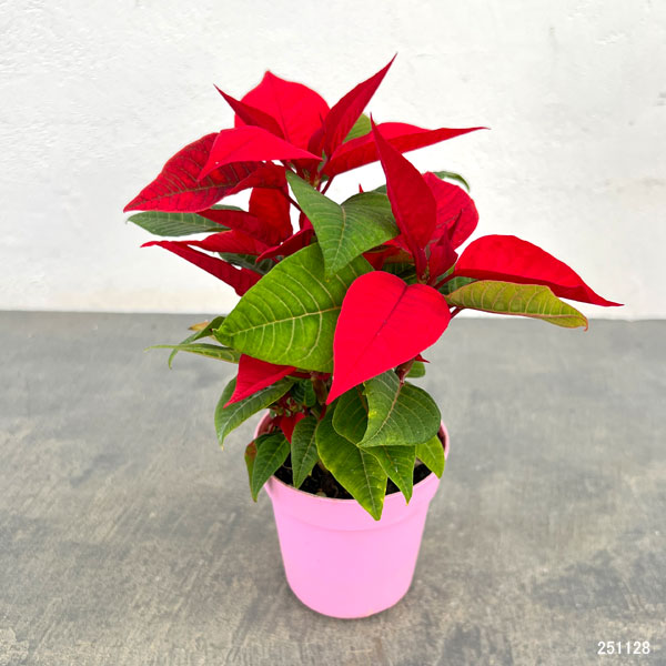 ポインセチア:レッド3号ポット
