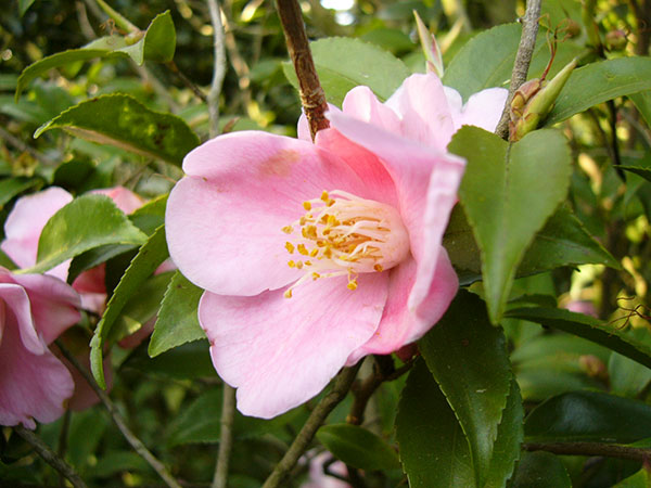 ツバキ(椿):港の春(みなとのはる)曲がり 3.5号匠鉢入り