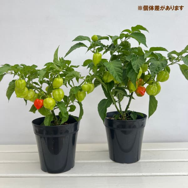トウガラシ（唐辛子）：ハバネロ レッド２　の種[野菜タネ]