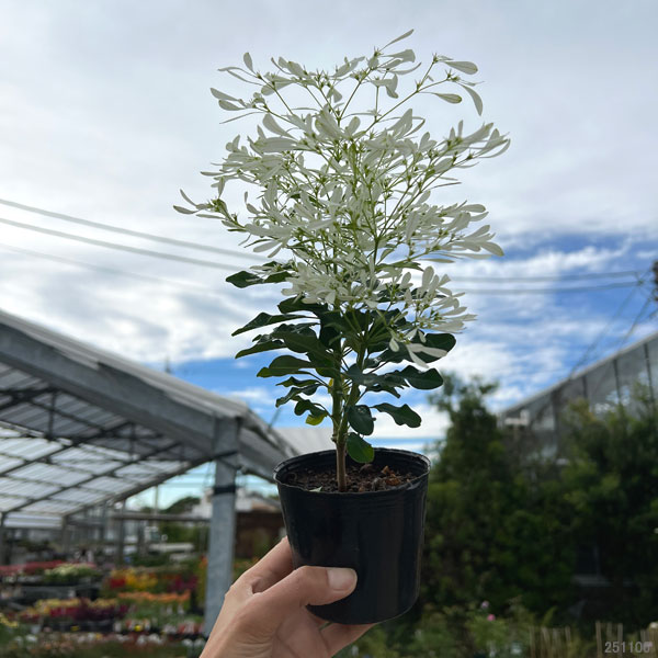 ユーフォルビア：白雪姫（しらゆきひめ）3号ポット