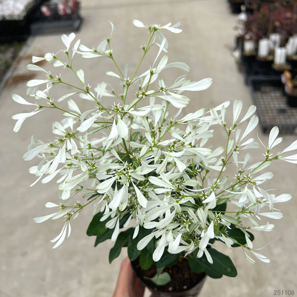 ユーフォルビア：白雪姫（しらゆきひめ）3号ポット