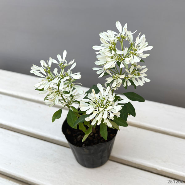 ユーフォルビア：白雪姫（しらゆきひめ）3号ポット