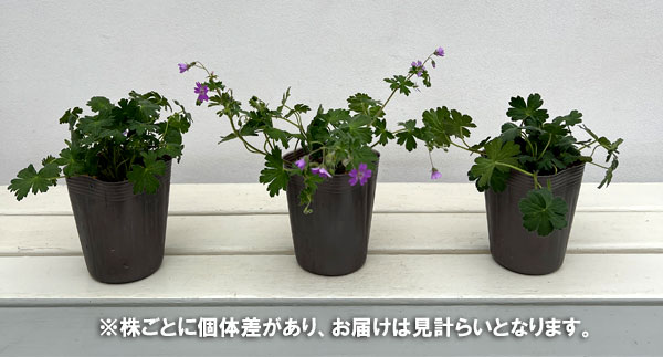 ゲラニウム:ビルウォーリス3号ポット