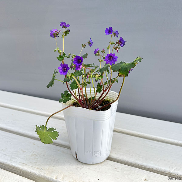 ゲラニウム：ビルウォーリス3号ポット