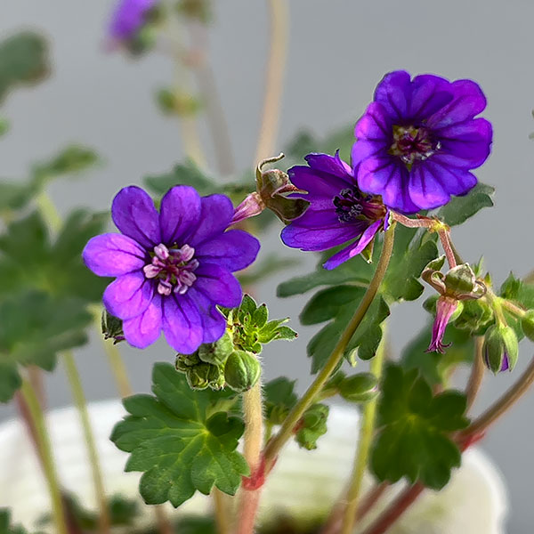 ゲラニウム：ビルウォーリス3号ポット