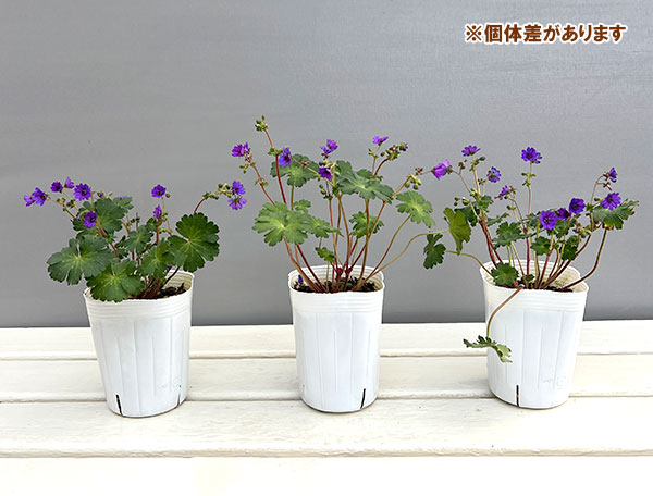 ゲラニウム：ビルウォーリス3号ポット