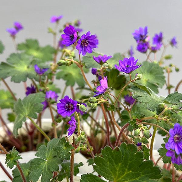 ゲラニウム：ビルウォーリス3号ポット