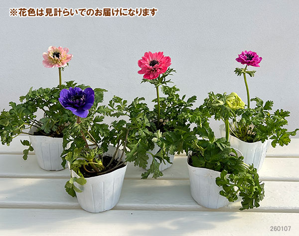 アネモネ(八重咲き)：オーロラ　花色ミックス3.5号ポット 4株セット